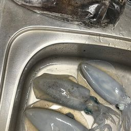 アオリイカ