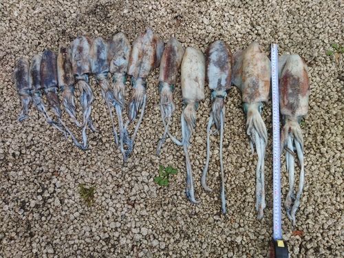 アオリイカの釣果