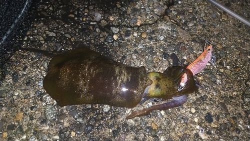 アオリイカの釣果