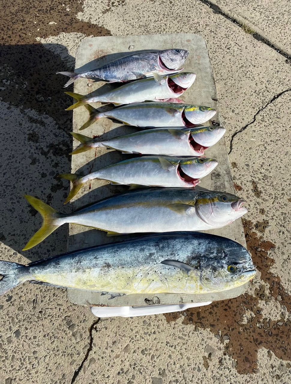 Ripple Fisher アヴァリス 106MHの最安値・インプレ・釣果 | 本音の