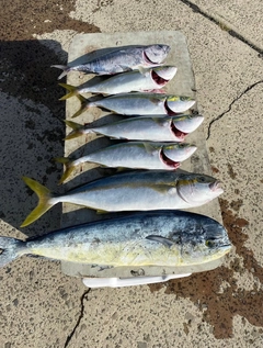 ヒラマサの釣果