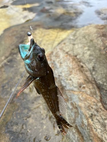 アナハゼの釣果