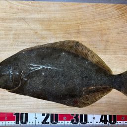 ヒラメ