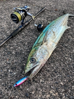 サワラの釣果