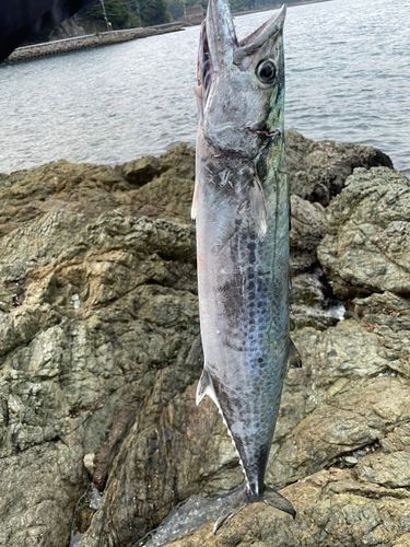 サワラの釣果