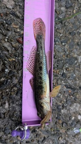 マハゼの釣果