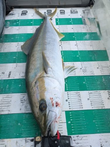 ヒラマサの釣果