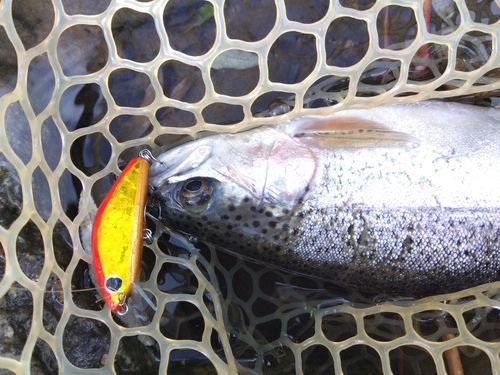 ニジマスの釣果