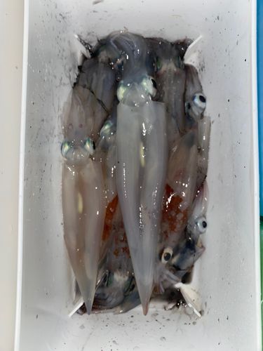 ヤリイカの釣果