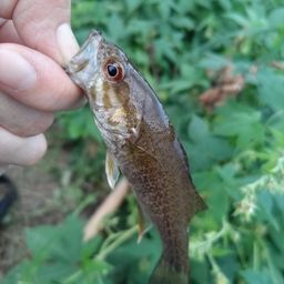 スモールマウスバス