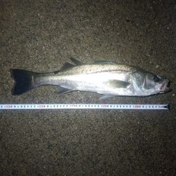 セイゴ（マルスズキ）