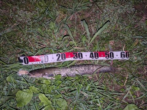 ナマズの釣果