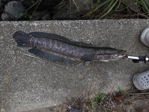 ライギョの釣果