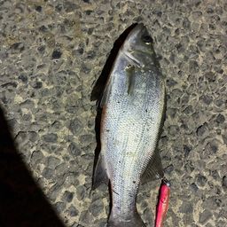 セイゴ（ヒラスズキ）