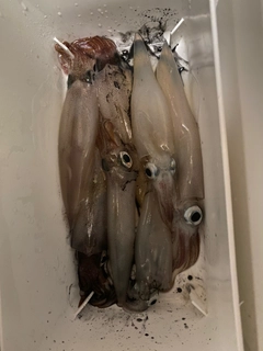 ヤリイカの釣果