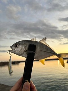 ギンガメアジの釣果