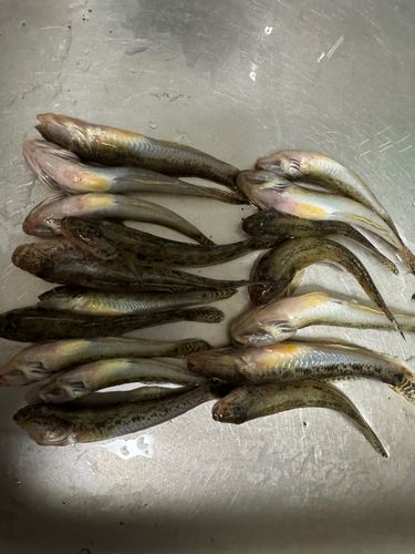 キジハタの釣果