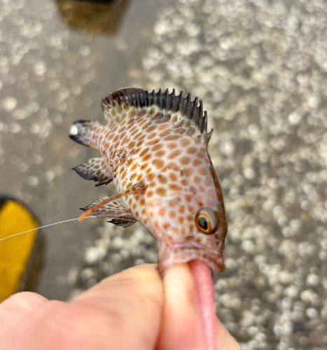 オオモンハタの釣果