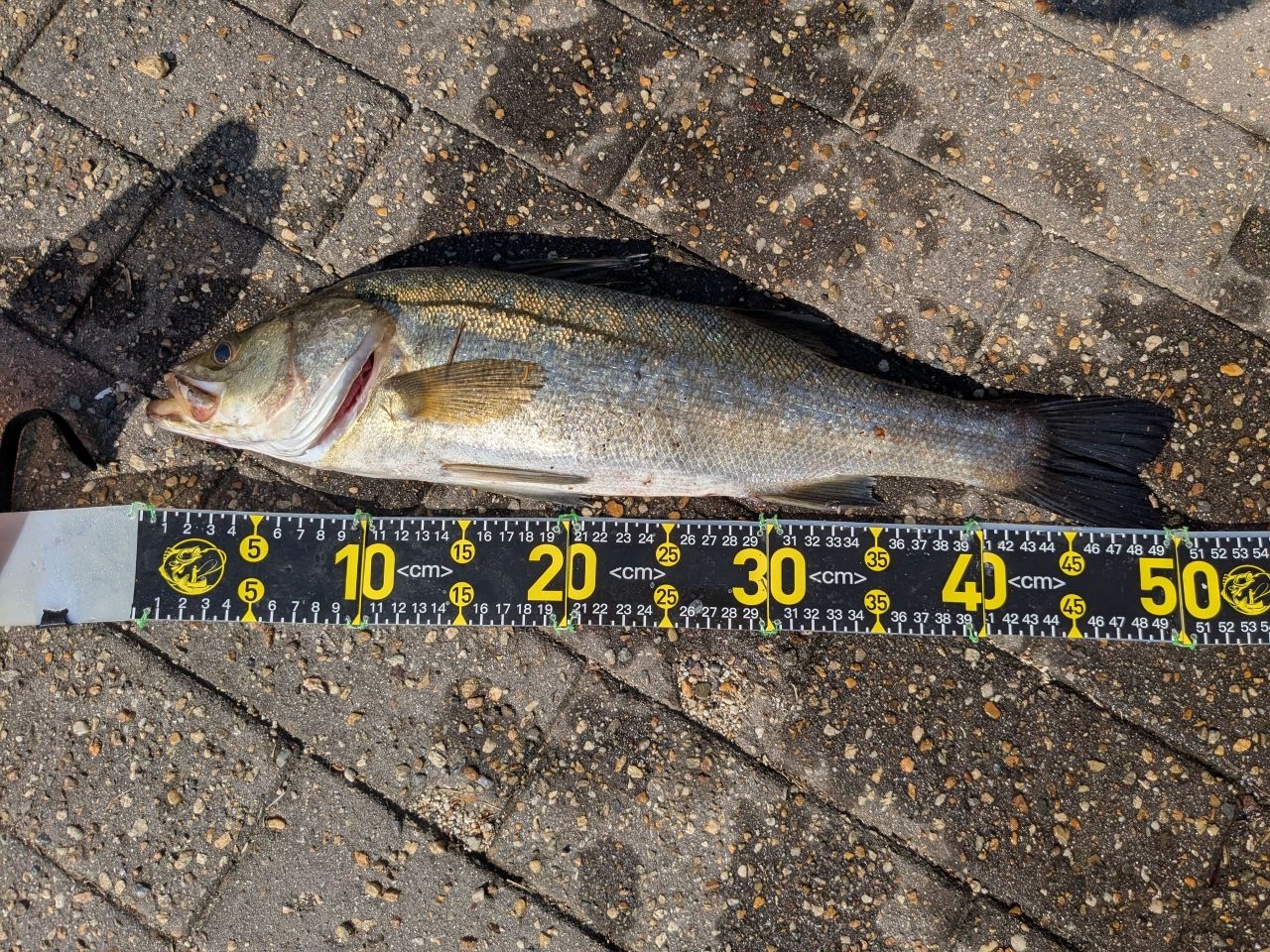 ハネ（マルスズキ）