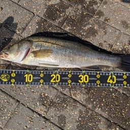 ハネ（マルスズキ）