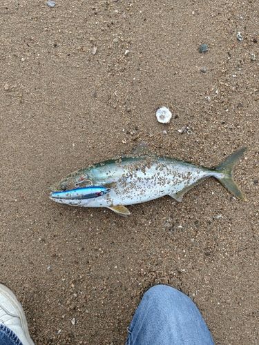 ヤズの釣果