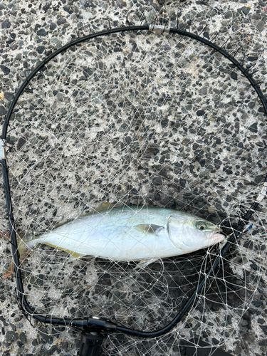 ヤズの釣果