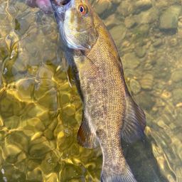 スモールマウスバス