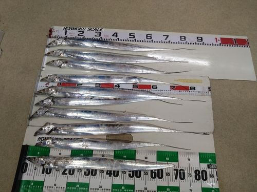 タチウオの釣果