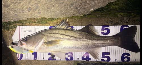 シーバスの釣果