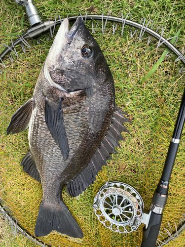 チヌの釣果