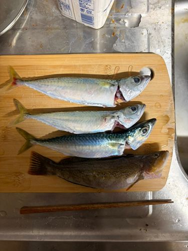 サバの釣果