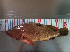 キジハタの釣果