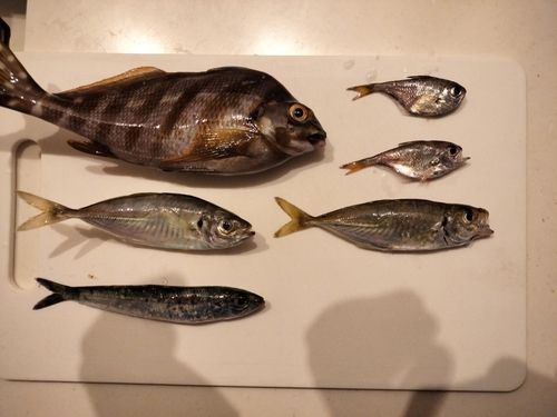 大磯港