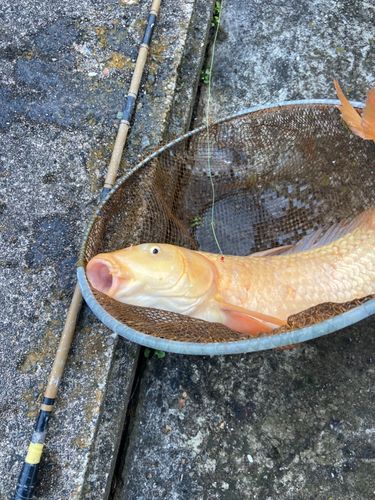 コイの釣果