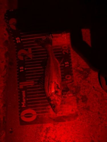 セイゴ（タイリクスズキ）の釣果