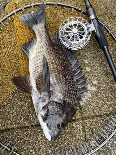 チヌの釣果