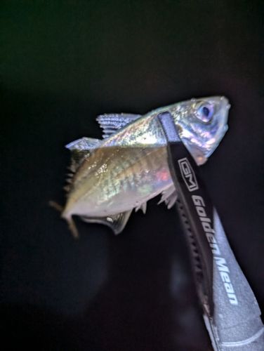 玄界灘