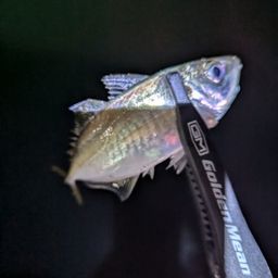 アジ