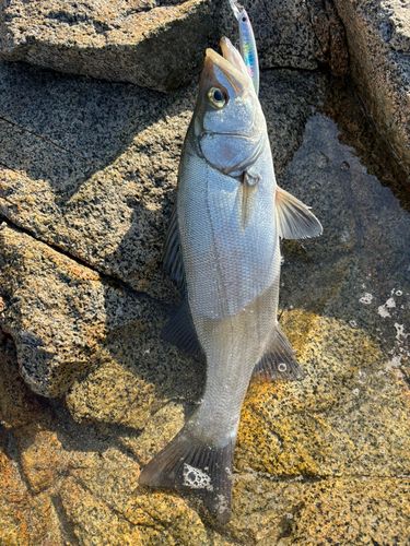ヒラスズキの釣果