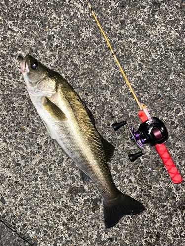 シーバスの釣果
