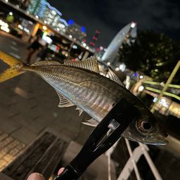 アジ