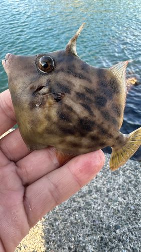 世久見湾