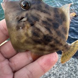 カワハギ