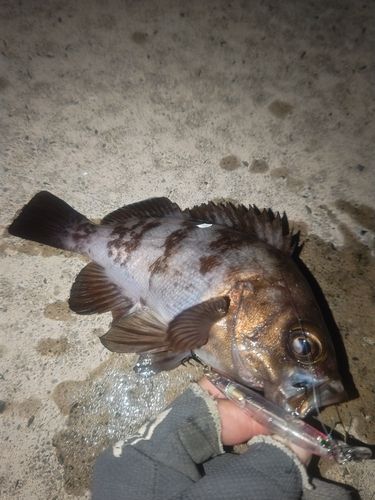 メバルの釣果