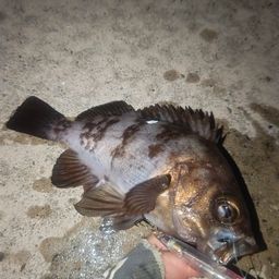 メバル