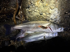 シーバスの釣果