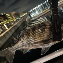 クロダイ