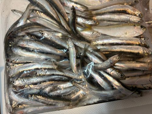 カタクチイワシの釣果