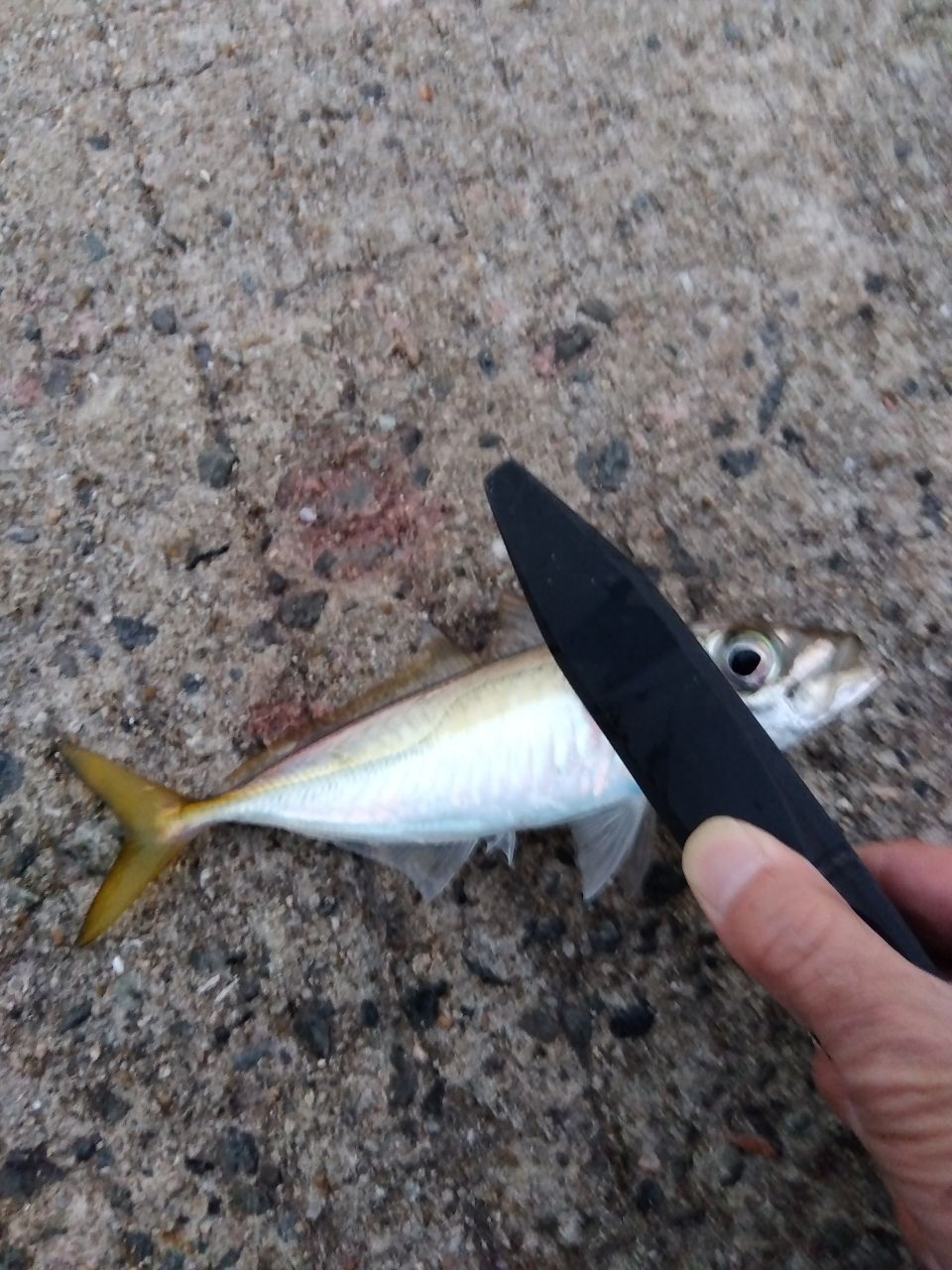 Major Craft 鯵道　5G AD5-SS82L/AJI Major Craft メジャークラフト アジングロッド 鯵道 5G AD5-S582UL/AJI