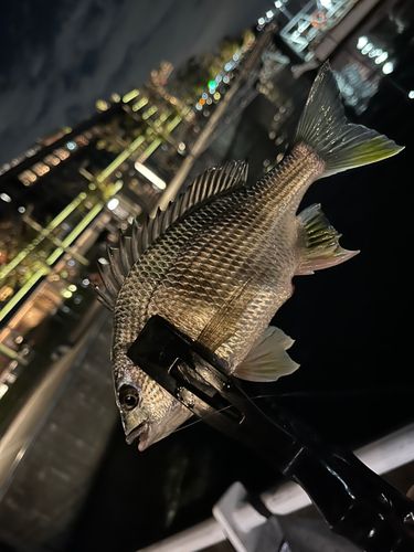 キビレの釣果